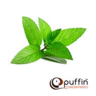 Peppermint Concentrate